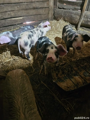 Purcei de vanzare - imagine 3 Purcei de vanzare - imagine 3