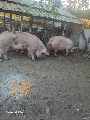 Porci mari de vanzare - imagine 3