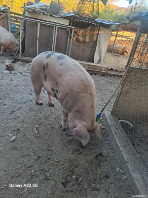 Porci mari de vanzare - imagine 2