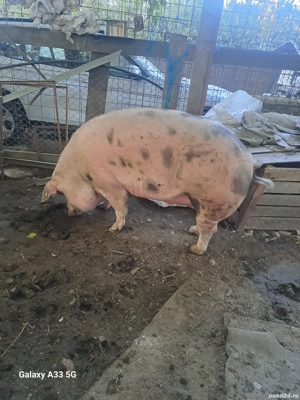 Porci mari de vanzare - imagine 4