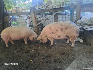 Porci mari de vanzare - imagine 5