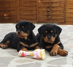 Rottweiler căței - imagine 3