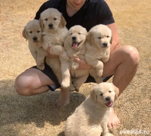 Golden Retriever căței - imagine 4