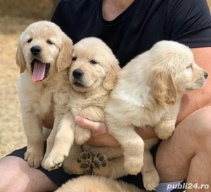 Golden Retriever căței - imagine 3