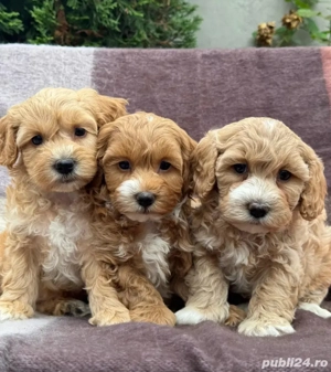 Maltipoo mini căței - imagine 4