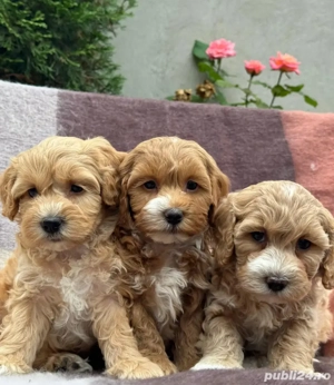 Maltipoo mini căței