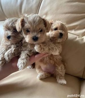 Maltipoo mini căței - imagine 2