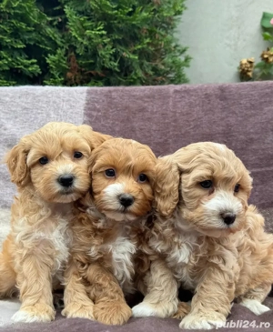 Maltipoo mini căței - imagine 5