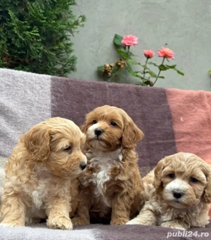 Maltipoo mini căței - imagine 3