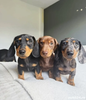 cățeluș teckel - imagine 2