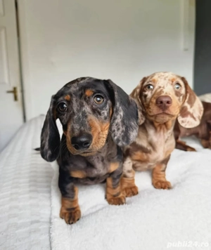 cățeluș teckel - imagine 3