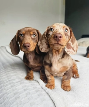 cățeluș teckel - imagine 5