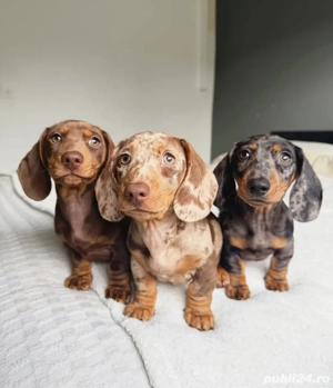 cățeluș teckel - imagine 4