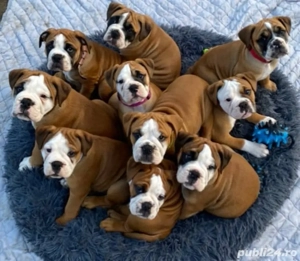 Buldog englez căței