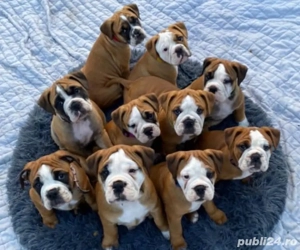 Cățeluși de buldog englez