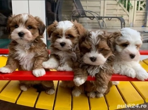 Havanez căței - imagine 2