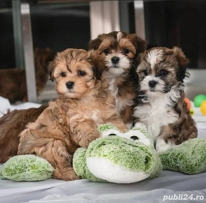 Havanez căței - imagine 3