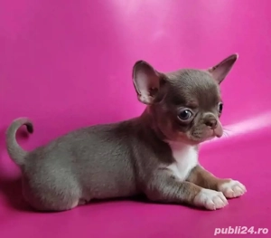 Chihuahua mini căței - imagine 2