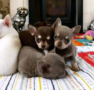 Chihuahua mini căței