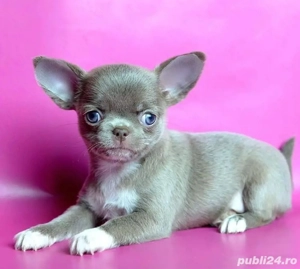 Chihuahua mini căței - imagine 5