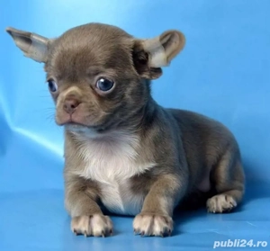 Chihuahua mini căței - imagine 4