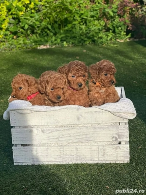 Căței de pudel de jucărie toy mini poodle  - imagine 2