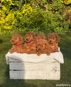 Căței de pudel de jucărie toy mini poodle  - imagine 4