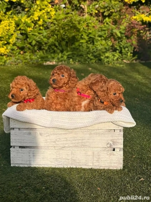 Căței de pudel de jucărie toy mini poodle  - imagine 5