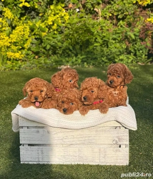 Căței de pudel de jucărie toy mini poodle