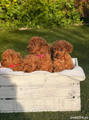 Căței de pudel de jucărie toy mini poodle  - imagine 3