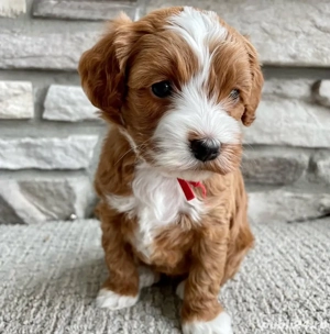 Maltipoo mini căței - imagine 4