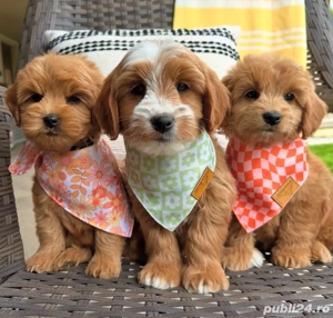 Maltipoo mini căței - imagine 5