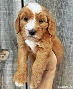 Maltipoo mini căței - imagine 3