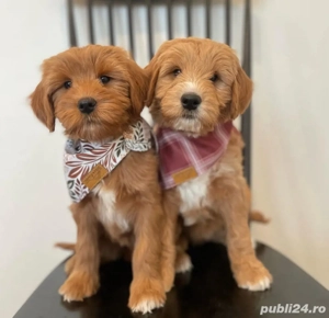 Maltipoo mini căței - imagine 2