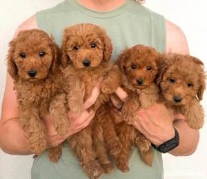 Maltipoo mini căței