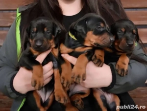 Căței Doberman - imagine 4