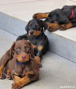 Căței Doberman - imagine 2