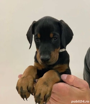 Căței Doberman - imagine 3