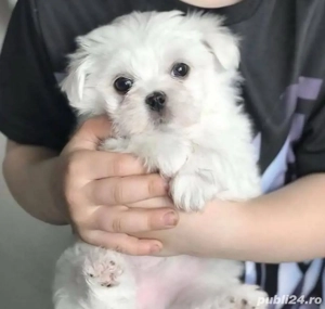 Căței maltezi - imagine 2