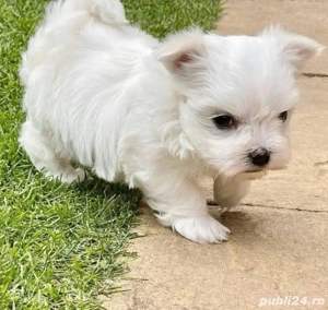 Căței maltezi - imagine 4