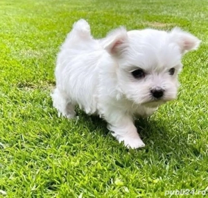 Căței maltezi - imagine 5