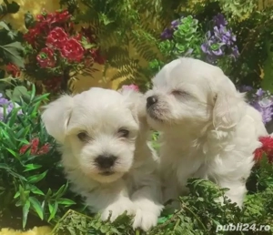Căței maltezi - imagine 3