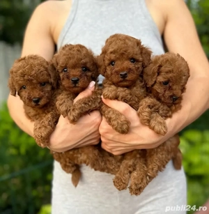 Căței de pudel de jucărie toy pudel  - imagine 3