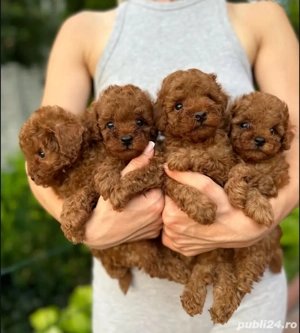 Căței de pudel de jucărie toy pudel  - imagine 4