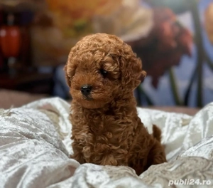 Căței de pudel de jucărie toy pudel  - imagine 2