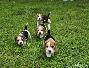 Căței de beagle - imagine 4