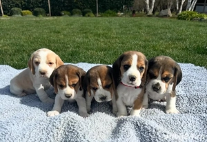 Căței de beagle - imagine 2