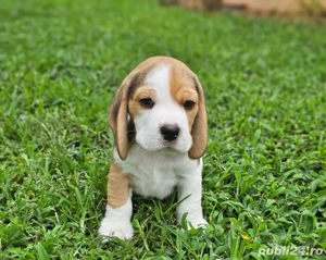 Căței de beagle - imagine 5