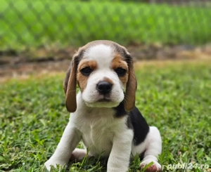 Căței de beagle - imagine 3