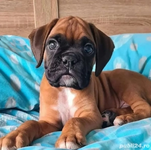 Boxer căței - imagine 2